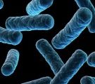Des microbes seraient responsables de la plus grande extinction terrestre (étude)