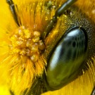Les abeilles meurent dans toute l’Europe