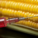 L'UE s'entend sur la culture des OGM à la carte