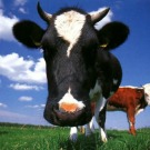 La production de viande bovine coûte cher à l'environnement