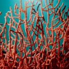 Grande barrière de corail: nouveau projet pour éviter de rejeter des déchets à la mer