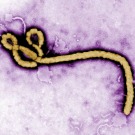 Le vaccin contre Ebola semble efficace
