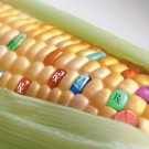 L'Anses va étudier la toxicité des OGM sur 6 mois