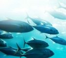 Le mercure continue de s’accumuler dans le corps des poissons