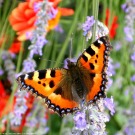 Impact à grande échelle des pesticides sur les papillons et bourdons des jardins privés de France