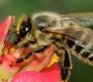Insecticides et abeilles: l'Assemblée vote l'interdiction des néonicotinoïdes en 2016