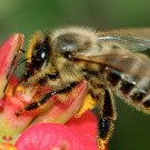 Insecticides et abeilles: l'Assemblée vote l'interdiction des néonicotinoïdes en 2016
