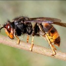 Abeilles et frelons asiatiques: qu'attend le ministère?