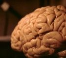 Comment transformer un cerveau de femme en cerveau d’homme ?
