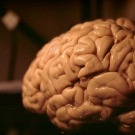 Comment transformer un cerveau de femme en cerveau d’homme ?