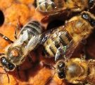 Varroa destructor : le parasite capable de mimer chimiquement deux espèces d'abeilles