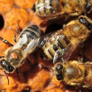 Varroa destructor : le parasite capable de mimer chimiquement deux espèces d'abeilles