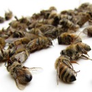 Les abeilles tombent en masse, mais pourquoi ?