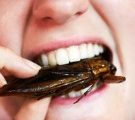 Consommation d’insectes : état des lieux des dangers potentiels et des besoins de recherche