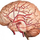Des vaisseaux sanguins découverts sous le crâne pourraient établir un lien le cerveau et le système immunitaire