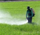 Lindane, DDT et 2,4-D : 3 pesticides sur la sellette