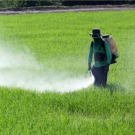 Lindane, DDT et 2,4-D : 3 pesticides sur la sellette