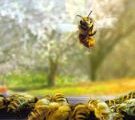 Néonicotinoïdes: la pulvérisation foliaire présente un risque pour les abeilles