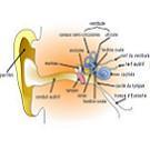 Une puce RF universelle calquée sur l'anatomie de l'oreille humaine