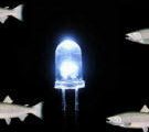 Des nouvelles ampoules LED à l'ADN de saumon ?