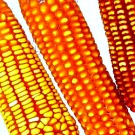 Annulation de la suspension des OGM 