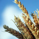 Un outil de gestion commun au pour les coopératives agricoles en Bretagne