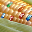 OGM : aucun risque, selon la conseillère scientifique de la Commission