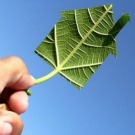 Comprendre les certificats d’économie d’énergie