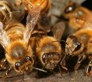 Trois pesticides mortels pour les abeilles mis sur le banc de touche
