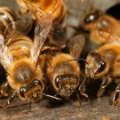 Trois pesticides mortels pour les abeilles mis sur le banc de touche