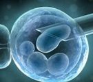 La recherche sur les cellules souches embryonnaires légalisée