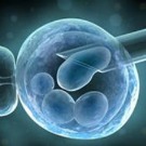 La recherche sur les cellules souches embryonnaires légalisée
