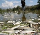 Le réchauffement climatique rend les poissons plus toxiques