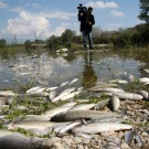 Le réchauffement climatique rend les poissons plus toxiques