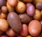 Le débat sur les OGM redémarre à cause des pommes de terre