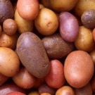 Le débat sur les OGM redémarre à cause des pommes de terre