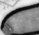 Découverte d'un nouveau type de virus géant âgé de plus de 30 000 ans