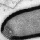 Découverte d'un nouveau type de virus géant âgé de plus de 30 000 ans