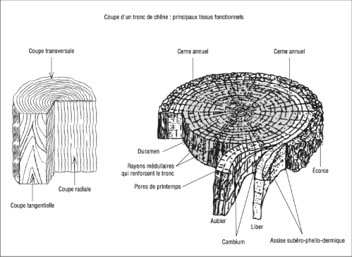 Le bois matériau anisotrope : les trois plans d’observation.
					