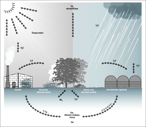 Cycle biogéochimique simplifié du carbone et de l’azote (© Éditions T.I.).