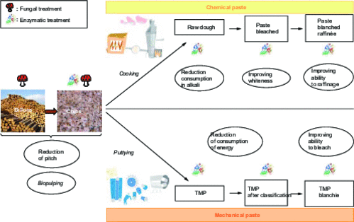 The Use of Biotechnology in the Paper Industry