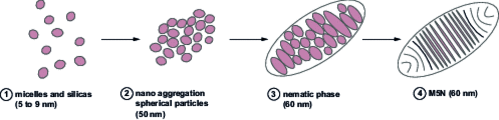 MSN formation mechanism