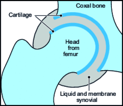 Diagram of a natural hip joint