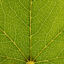 Environment