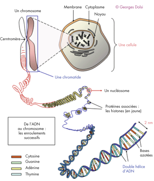 Structure de l’ADN