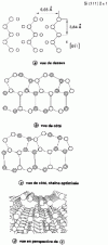 Figure 20 - Reconstruction chain model (2 × 1) for Si and Ge