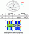 Figure 13 - Embryonic development of the regular feather network on a bird's back. Morphogenesis simulation