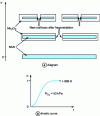 Figure 20 - Schematic representation of the fragmentation of niobium nitride plates during oxidation in oxygen and corresponding kinetic curve.