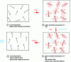 Figure 18 - Different stages in the process of orienting active molecules by electrical polarization