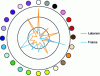 Figure 16 - Chromatic representation of the scent of orange blossom in France and Lebanon